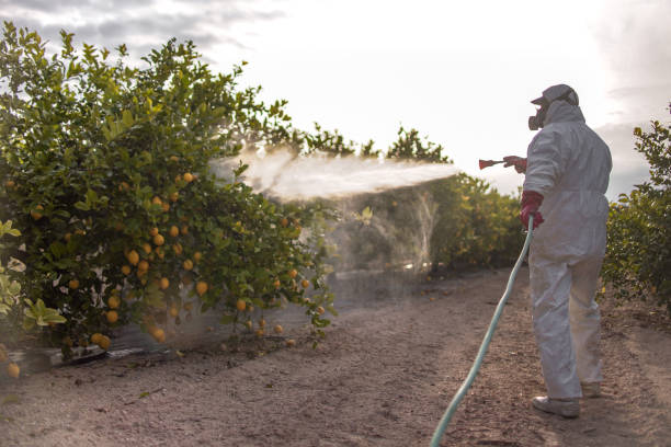 Best Bed Bug Extermination  in Whitesboro, AL