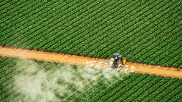 Best Pest Prevention Services  in Whitesboro, AL